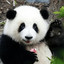 pandahi