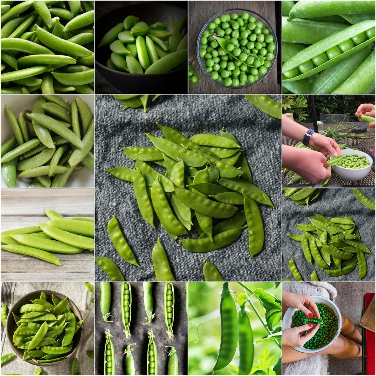 Diffe Types Of Peas With Pictures - Infoupdate.org