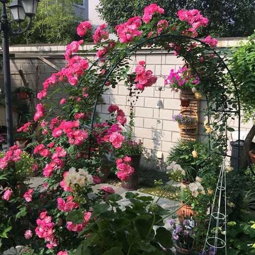Rosenbogen Rosensäule verschiedene Modelle Metall Rankhilfe Rankgitter Garten - Bild 21 von 38