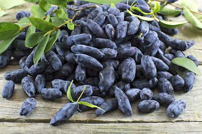30 HONEYBERRY Blue Honeysuckle Lonicera Caerulea Edible Fruit Shrub Seeds |  eBay