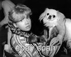 Hayley Mills And With Family And Her Pekingese Dog 8X10 Photo 3411
