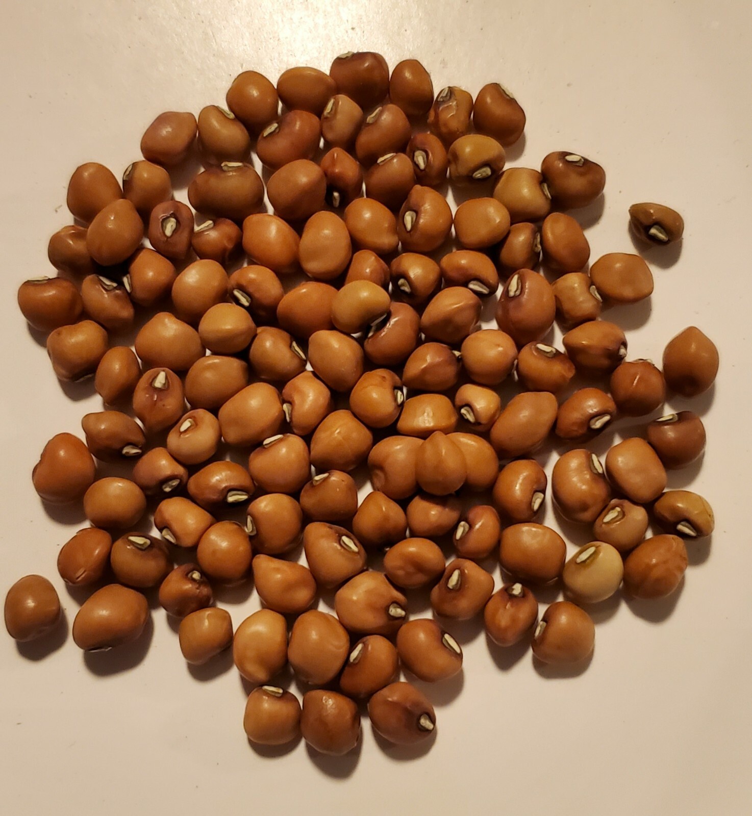 1/4 Pound Mississippi Purple Hull Crowder Pea Seed Heirloom Non GMO eBay