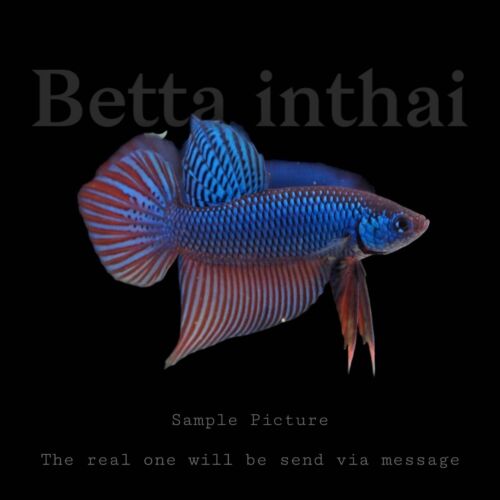 Wild Live Betta Fish Smaragdina Buriram Male Quality Grade *Stock Photo* - Afbeelding 1 van 4