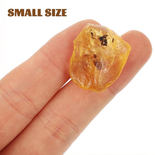 10pcs Paleontological Trilobite Amber Science Teaching Materials - Picture 8 of 12