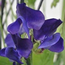 Royal Navy Blue Sweet Pea Seeds | Blue/Purple Flowers | Free Shipping | 1208