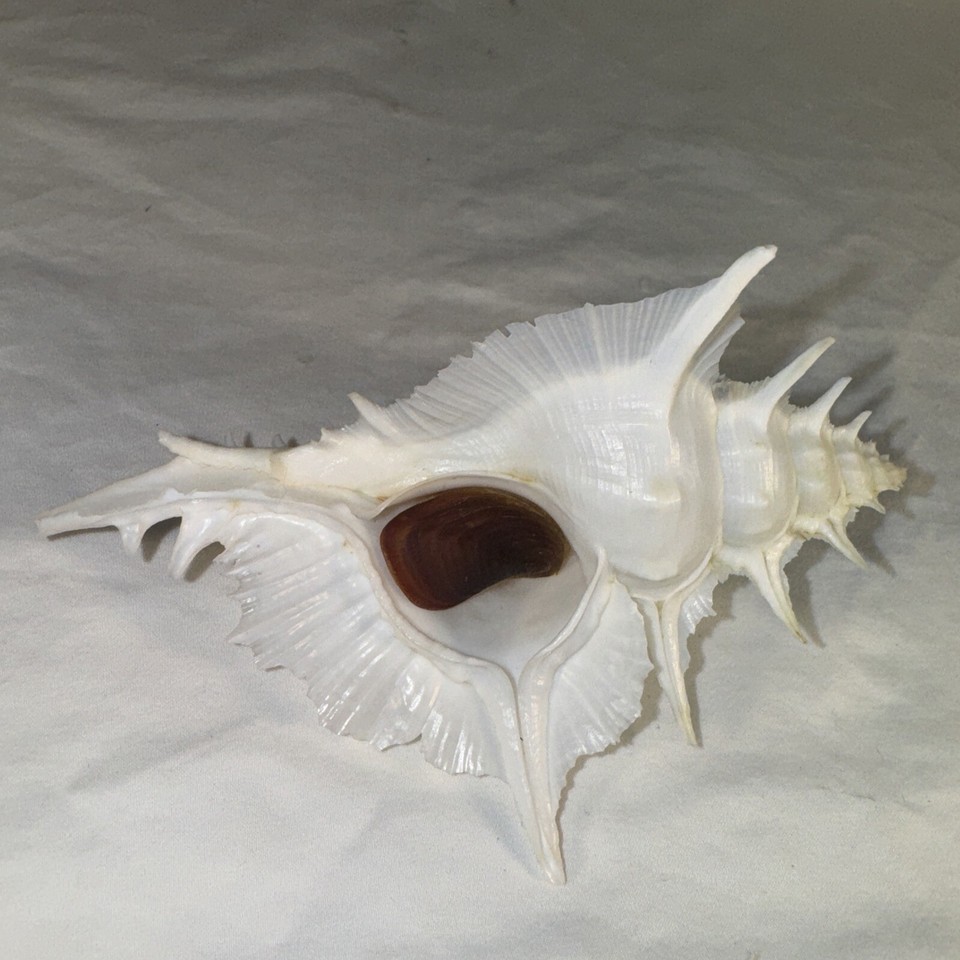 Shell Murex alabaster Seashell 128mm Shell Comes With Data And W/O eBay