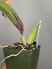 NEW! Unreleased 2027 Cattleya (Slc. Angel Eyes x Pot. Exotic Really — photo 9