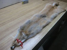 Tanned Cased Coyote Hide DAMAGED #0013195 Row A-6