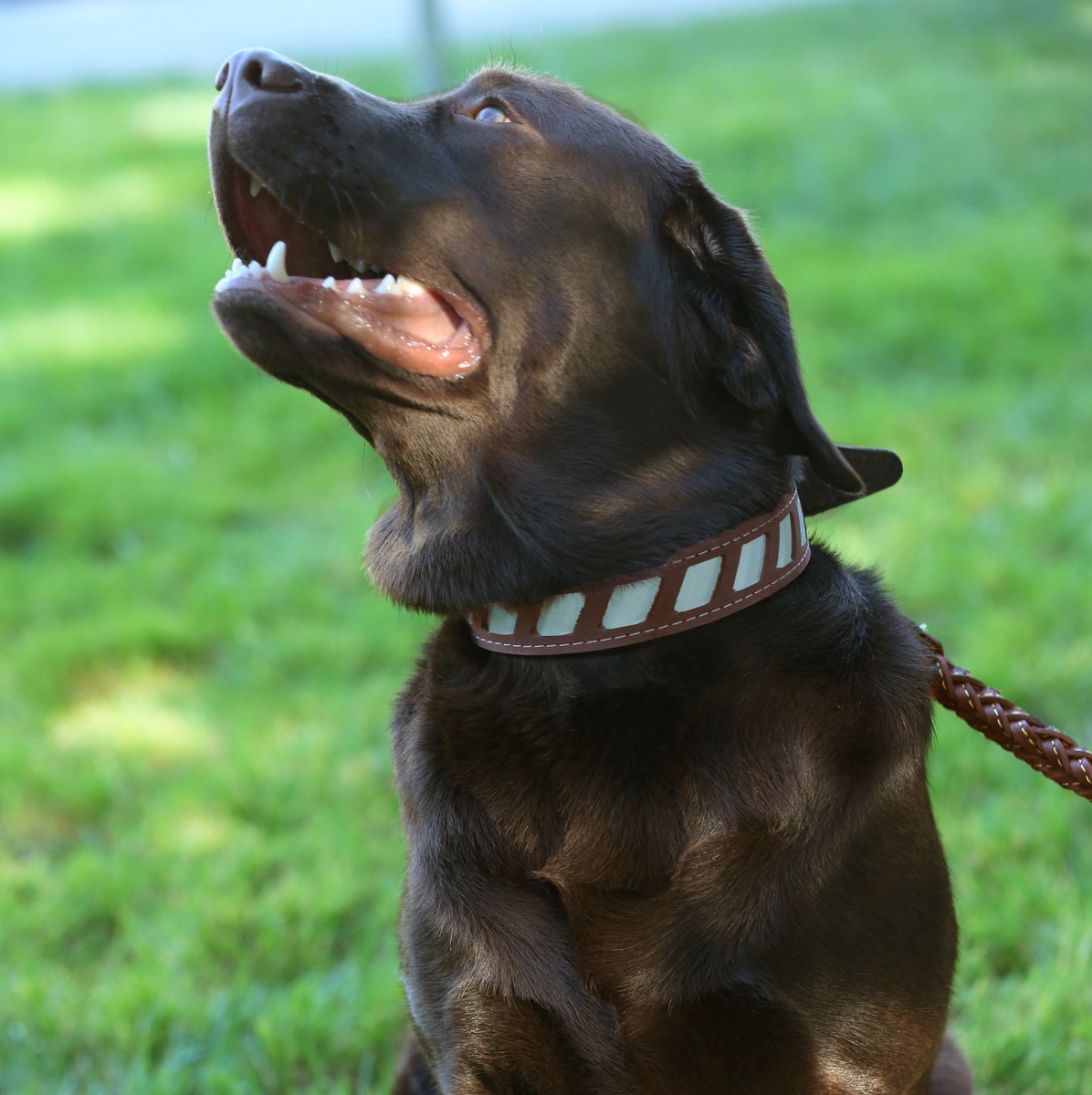 Reflective Dog Collar 24