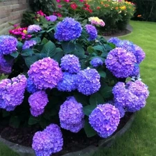25pcs Blue Pink Purple Hydrangea - Beautiful and Hardy Perennial Flowers