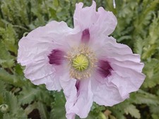 English Pharma Poppy Seeds - RARE - 1500 Count Cold Stratified - US Seller 