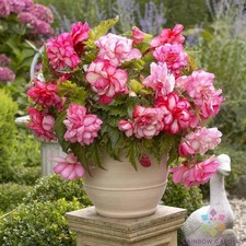 25 Pink Tip Begonia Seeds For Garden Planting - Usa - Free Shipping 25 Pink Tip Begonia Seeds For Garden Planting - Usa - Free Shipping