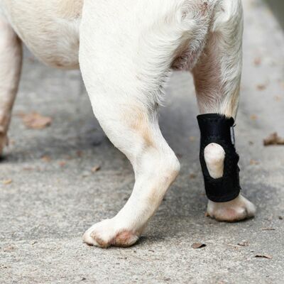 Recovery Bandage Dog Support Brace Dog Leg Brace Dog Leg