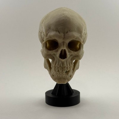 Human skull replica on stand - 50% of adult size