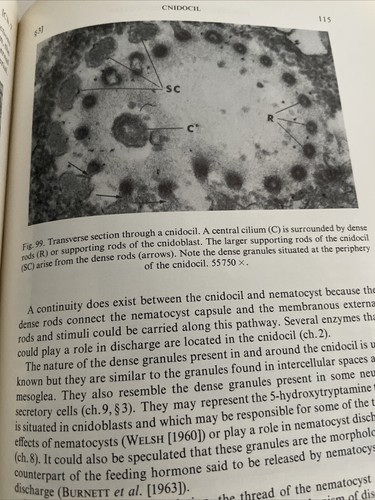 Thomas L Lentz / The Cell Biology of Hydra 1966 - Foto 8 di 12