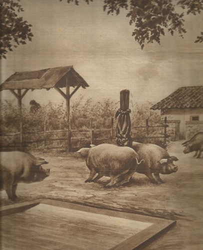 K0213 Porcilaio - Pigs - Pole With Linen Imbevuta Of Oil - Print Antique