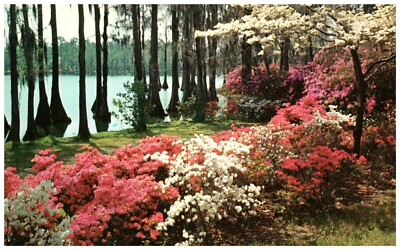 Postcard Beautiful Flowers in Bloom in Greenfield Gardens