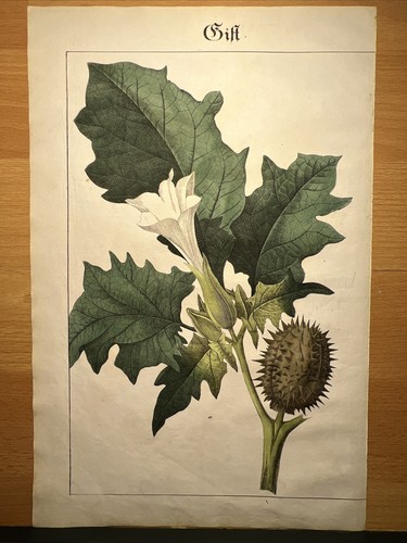 Gemeine Stechapfel Datura stramonium Antik Lithographie 1838 Handkoloriert Bilde - Bild 7 von 8
