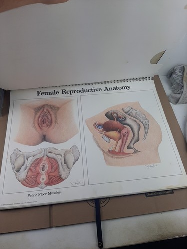 1975 Childbearing The Classic Series Large Flip Book Female Birthing Anatomy - Picture 8 of 11