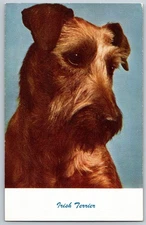 Vintage Irish Terrier Dog Portrait Standard Arts Postcard No. 90