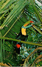 Sulphur Breasted Toucan-Sunken Gardens-St Petersburg, Florida-Chrome Postcard