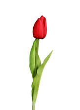 künstliche Papagei Tulpe rot 45cm Kunstblumen Fruehblueher Fruehlingsdeko