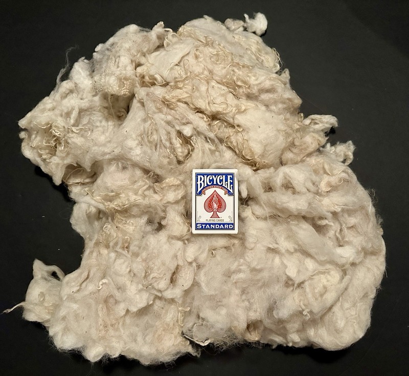 1 POUND 1.1oz Shetland X Natural Tippy Raw Veggie Spinning Fiber (B25)