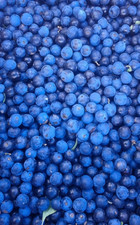 2LB, FRESHLY FROZEN WILD, ORGANIC SLOES, sloe berries , JUICY TASTY, GIN,  JAM,