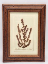 Framed Pressed Dried Calluna Vulgaris L. Hull Floral Wall Art 9" x 6.5"