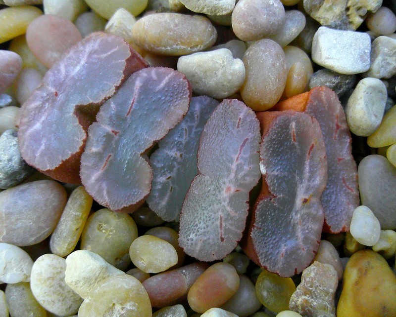 Haworthia Truncata Seedling #3