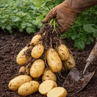 German Butterball Seed Potatoes for Planting | Deep Yellow Flesh (3 Pounds)