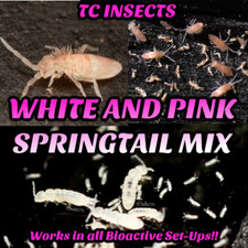 White and Pink Springtail Mix Tropical and Temperate Perfect for Bioactive Setup