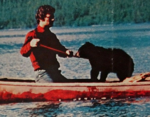 The Bears and I 🎬 Patrick Wayne Disney Original One-sheet Movie Poster 1974 - Picture 3 of 3