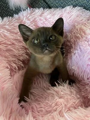 gumtree burmese kittens