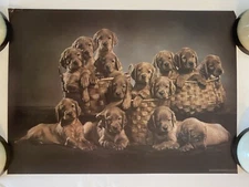 Setters Poster Vintage Puppy Photo  Animal Puppies Pro Arts 1978 Vet Pet Store