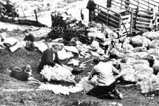 Mpo-4 Rooing, Shetland Sheep, Scotland. Photo