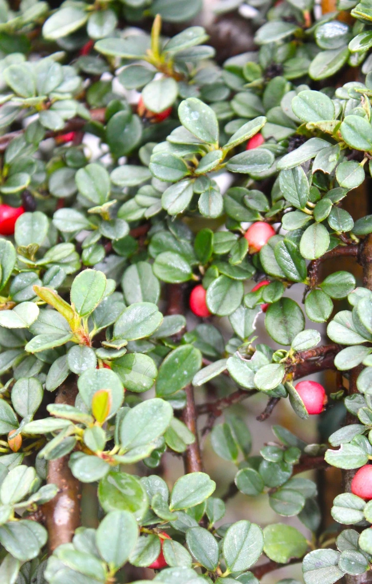 Zwergmispel in Bonsai-Bume online kaufen | eBay.de