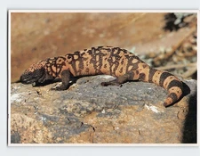 Postcard Gila Monster Lizard