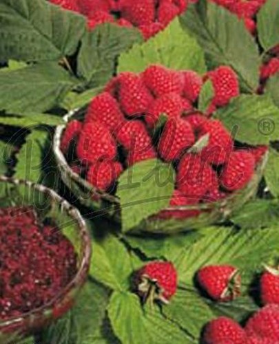 verschiedene Obstpflanzen Zitone Feige Weintraube Melonenbirne Kiwi Brombeere - Bild 15 von 26