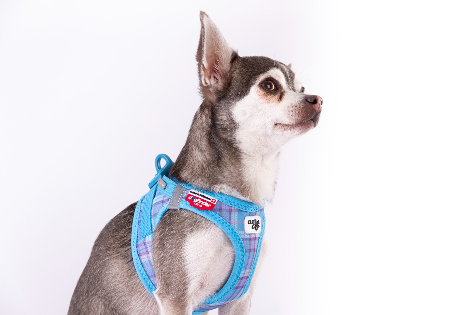 Curli CLASP Harness AirMesh Hundegeschirr Special Edition 2023 Aqua