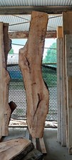 Pecan Live Edge Slab - 118"