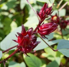 Roselle Seeds - Hibiscus sabdariffa - Red Jamaican Sorrel Florida Cranberry Herb