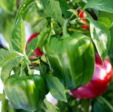 25 EMERALD GIANT SWEET PEPPER SEEDS ~ heirloomseedguy ~ 2026 ~ NON-GMO