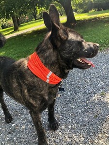 dog neck gaiter