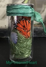 Dead Fairy Wings Woodland Fairy Butterfly Wings Specimen Jar