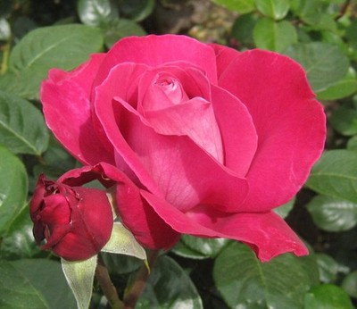 Rosa cv Meilland Baronne Edmond de Rothschild  - Rose | Garden rose