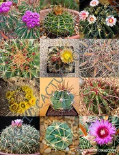 EXOTIC FEROCACTUS MIX flowering cactus rare cacti desert succulent seed 20 seeds