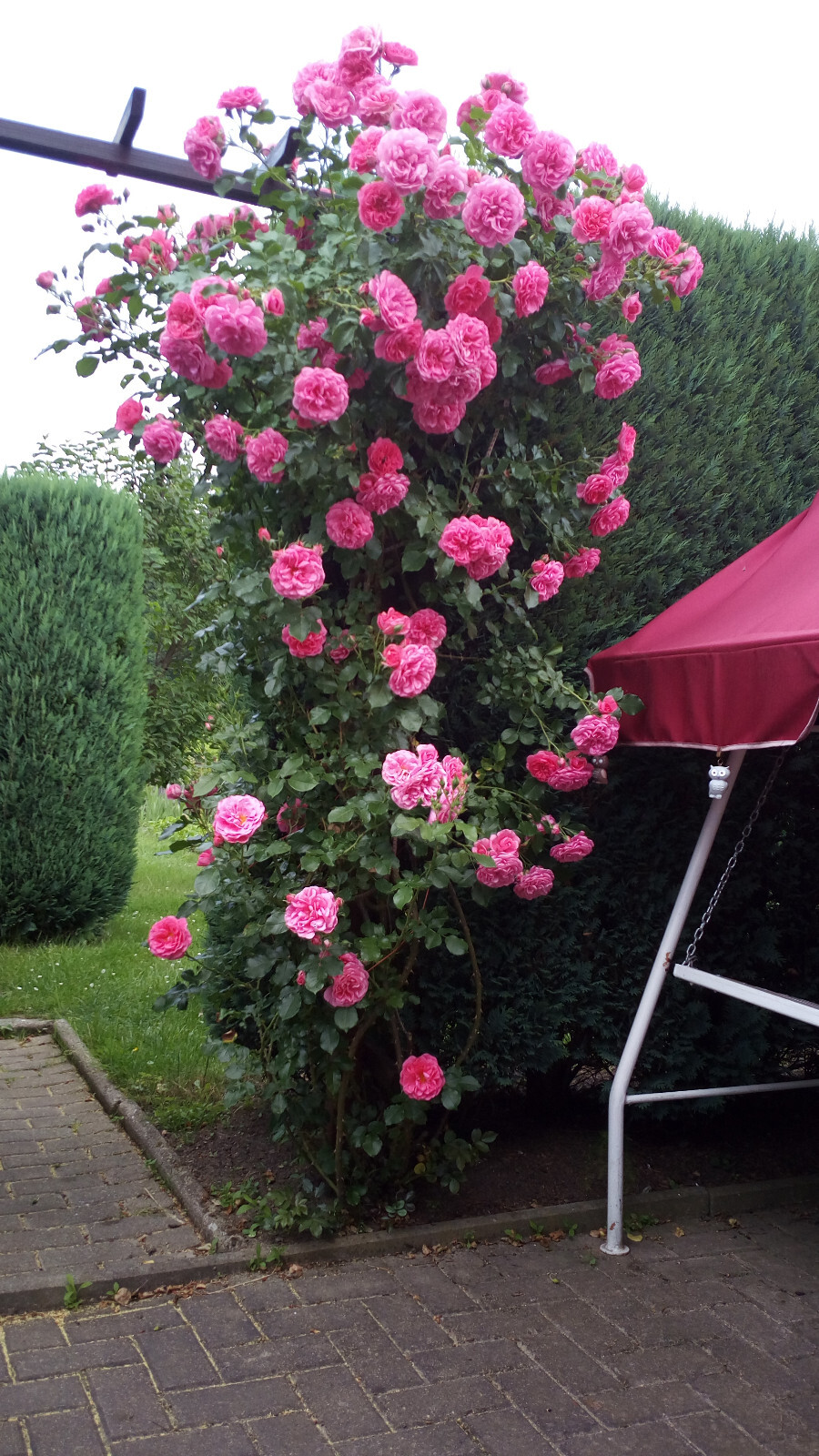 Pachtgarten 298 qm in Chemnitz KGV Schreberhain abzugeben, Dahlienweg