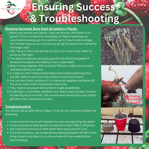 Seascape Strawberry Bare Root Plants Ever Bearing – From Hand Picked Nursery - Picture 5 of 5