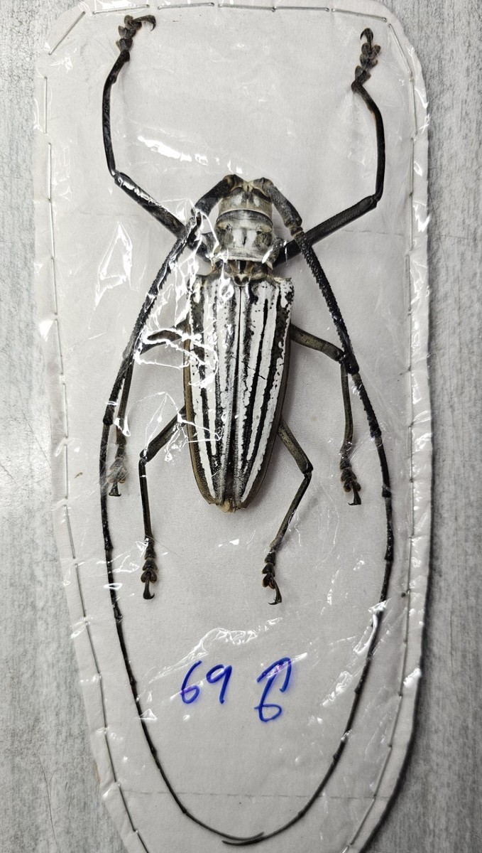 Cerambycidae : Batocera lamondi 69mm Male A1 | eBay
